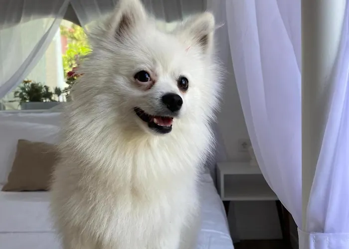 Flora Boheme Butik Szálloda Çeşme